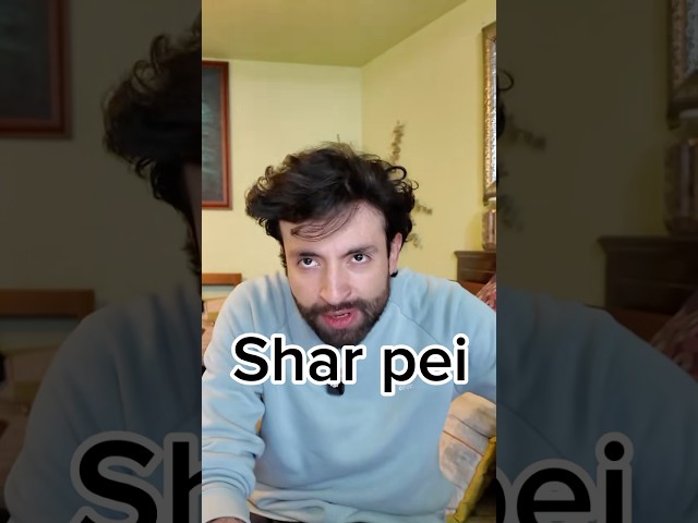 Vídeo relacionado con Perro le pedí a Dios un verdadero amigo Shar Pei Camiseta