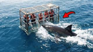 Scary Cage Diving Moments Caught On Camera