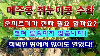 [텃밭농부 2,071]  매주콩. 쥐눈이콩 수확. 콩은 순지르기가 진짜 필요 할까? #메주콩재배 #쥐눈이콩재…