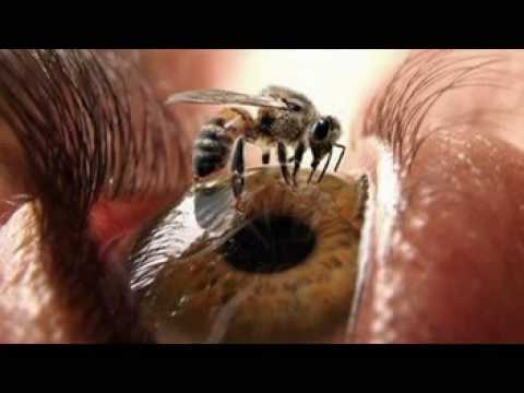 NANDO CORDEL - MEL E AVELOZ