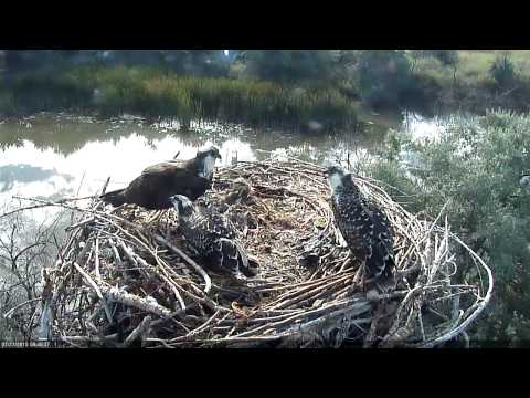 Osprey Chick #1 Fledges For First Time