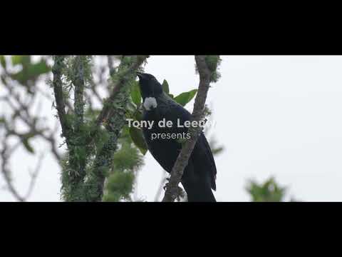 306 Point View Drive, Dannemora, Manukau City, 4 غرف, 3 حمامات, House