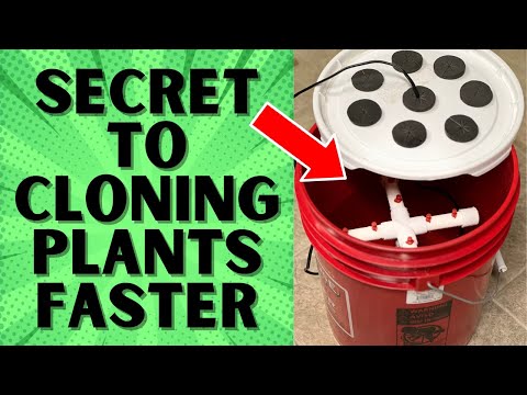 FASTEST WAY TO ROOT CUTTINGS || DIY HYDROPONIC CLONER FOR UNDER $30