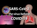 Understanding The Virus That Causes COVID 19 Animation