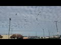OMG HUNDREDS OF SEAGULLS AT A MCDONALD S