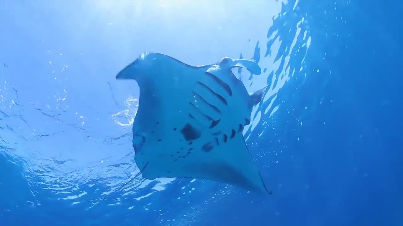 The Amazing of Pulau Maratua - Pasca Corona, Netizen Dijamin Gak akan merana