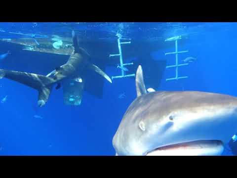 DIVERS CLOSE ENCOUNTER WITH OCEANIC WHITE TIP SHARK! (Brothers Island Egypt)