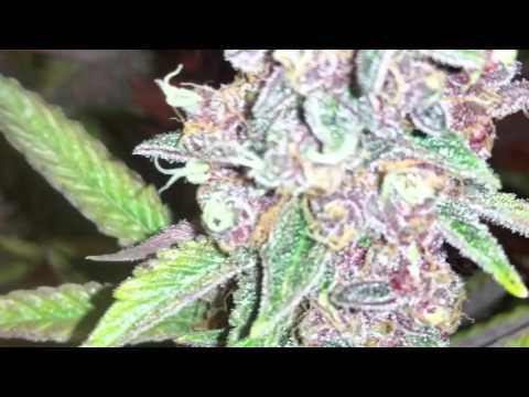 download lagu mp3 mp4 Pineapple Moonshine Strain, download lagu Pineapple Moonshine Strain gratis, unduh video klip Pineapple Moonshine Strain