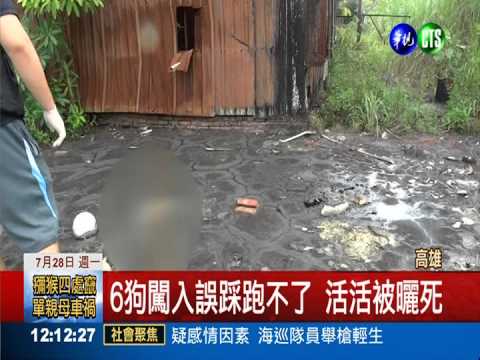廢棄瀝青融化黏6狗 烈日下曬死