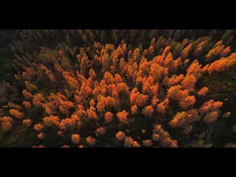 Vom Baum zum TRAPA Naturholzboden
