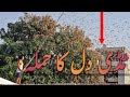 Locust Attack ٹڈی دل کا حملہ टिड्डे का दिल का दौरा