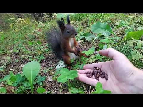 A squirrel malfunctions  while eating... coffee beans?