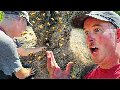 I Thought These Bees Were Going To Be Friendly...