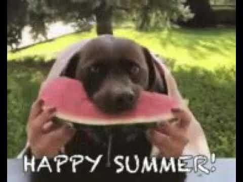 Dog eating water melon