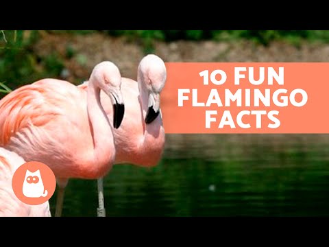 10 FUN FACTS About FLAMINGOS That May Surprise You 🦩😯