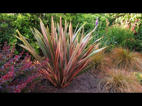 phormium flax prune