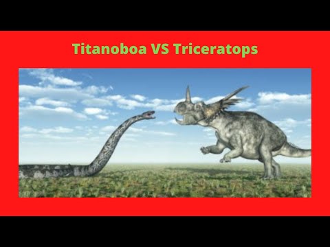 Titanoboa VS Triceratops || World of Animals ||