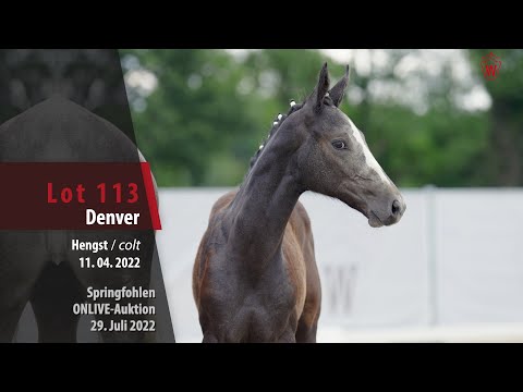OnLive-Auktion Lot 113 Denver Hengst v. Dourkhan Hero Z - Cordess