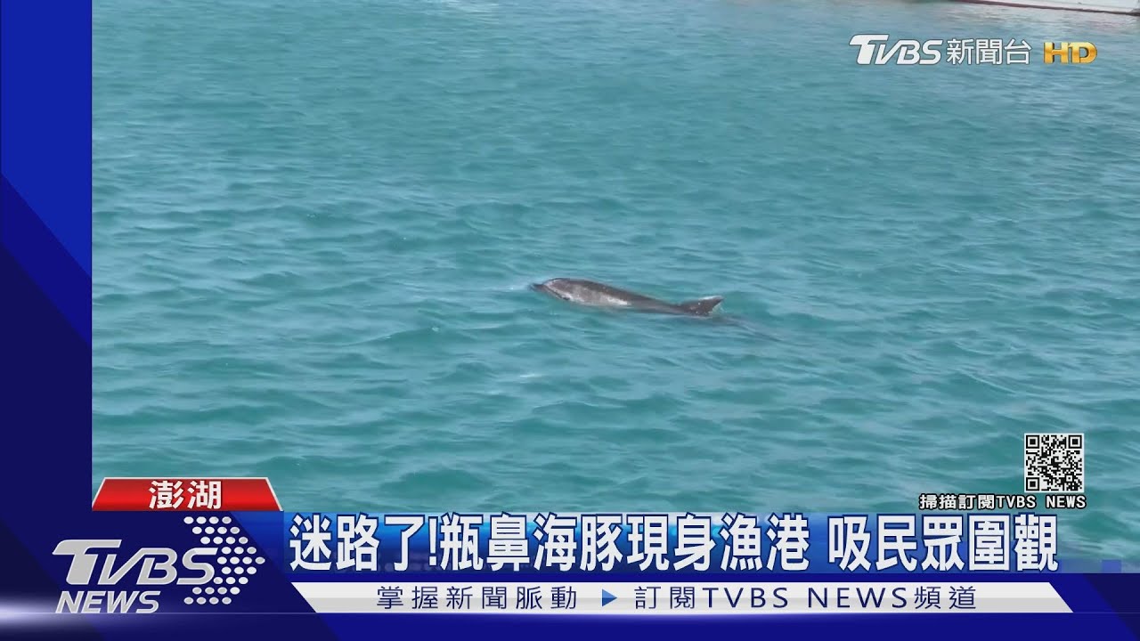 迷路了!瓶鼻海豚現身漁港 吸民眾圍觀