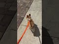 Walking Harlow The Frenchie