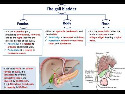 The Biliary system - Dr. Ahmed Farid