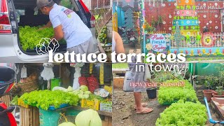 Lettuce Harvest for New Year 2025!!!