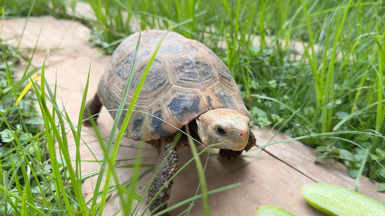 My cute Tortoise🐢