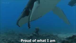 The Samans - Whalesong (lyrics)