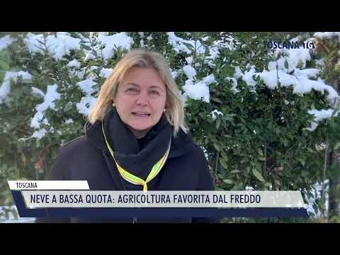 2026-01-07 TOSCANA - NEVE A BASSA QUOTA, AGRICOLTURA FAVORITA DAL FREDDO