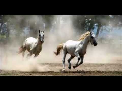 TS Patria Slavonijo moja