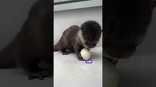 A woman and her adopted otter #animals #animalshorts #shortvideo