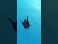 Bat Swimming In My Pool