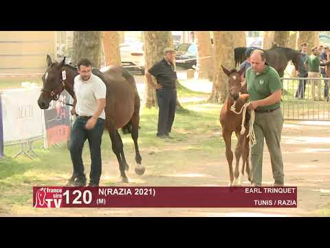 Sprinter Sacré Show 2021 : Lot 120 -  N.21 Razia