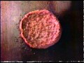In N Out TV Ad 1987