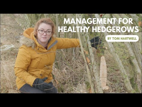 Management for Healthy Hedgerows