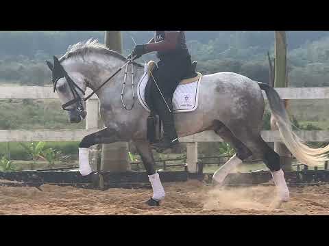Nefher da paixão (Único em Perfeita) ao trote Cavalos puro sangue Lusitanos - Coudelaria aguilar