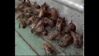 preview picture of video 'Beekeeping in Italy'