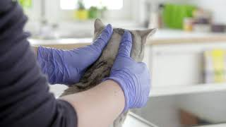 How To Apply Bravecto® Spot-On for Cats