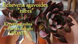 Echeveria agavoides rubra||How to repotting Echeveria agavoides rubra+purple delight update