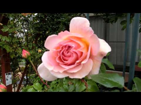 イングリッシュローズ「エイブラハム・ダービー」 植物