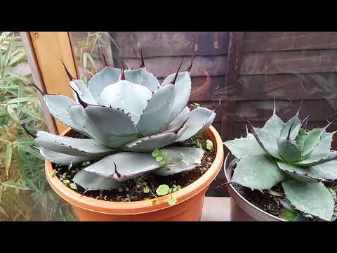 December Tropical Garden tour UK