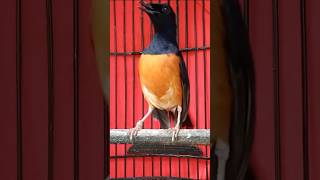 Download lagu suara burung murai ISIAN CIBLEK MEWAH mp3