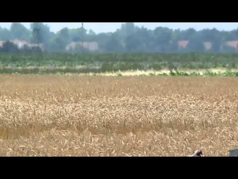 Birding Slovakia - Lanius minor - Strakoš kolesár