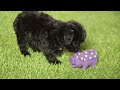 Yorkiepoo dogs for sale: Fidget Special Needs - Video 1