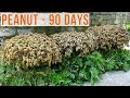 Good Ideas, How to grow Peanuts at home with many tubers and high yield