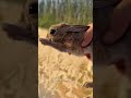 The Cutest Rescue Story You'll See Today! 🥰🐇