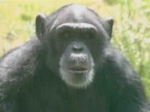 Chimpanzees in Central Africa