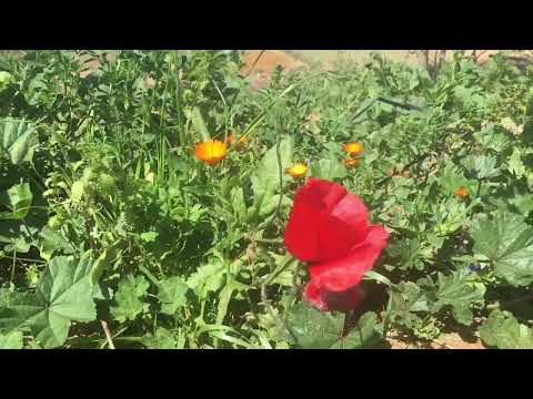 DÉTENTE À LA CAMPAGNE – Oiseaux Champs Fleurs Ruisseau – Calme le Stress