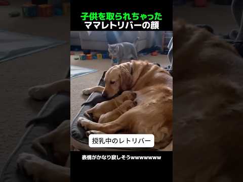 子供を取られちゃったママレトリバーの顔