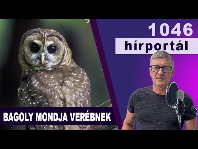 Bagoly mondja verébnek